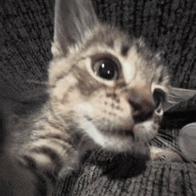 a close up of a cat 's face with a gray background