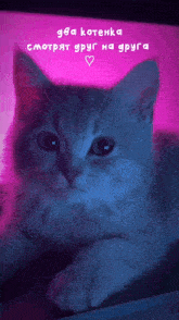 a close up of a cat with a pink background and the words " два котенка " above it