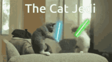 Star Wars Kitty GIF - Star Wars Kitty Fight GIFs