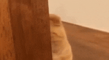Floreyonce Cat GIF - Floreyonce Cat Peeping Cat GIFs