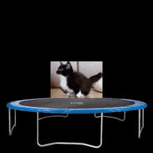 Cat Meme GIF - Cat Meme Trampoline GIFs