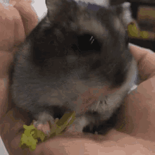 Hamster Cute Hamster GIF - Hamster Cute Hamster Hamster Eating GIFs