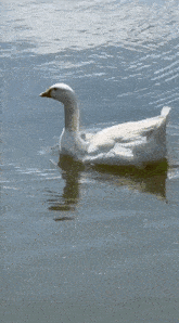 Goose Swim GIF - Goose Swim GIFs