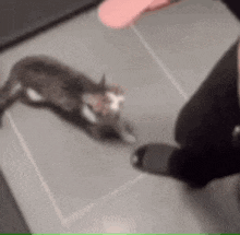 Meat Theif GIF - Meat Theif Cat GIFs