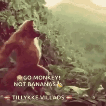 monkey lit