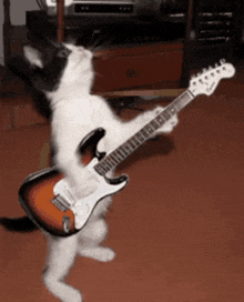a black and white cat is playing a fender electric guitar