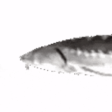 joel fish