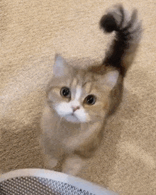 Owo Cat GIF - Owo Cat GIFs
