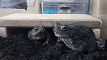 Toad Eating GIF - Toad Eating Frog GIFs