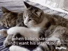 Cuddle Cat GIF - Cuddle Cat Babe GIFs