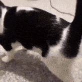 Spooked Cat I Have The Smartest Cat GIF - Spooked Cat I Have The Smartest Cat Smartest Cat In The World GIFs