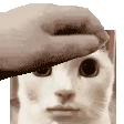 a person is petting a white cat 's head with their hand .