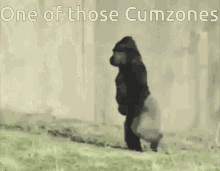 Gorilla Cumzone GIF - Gorilla Cumzone One Of Those GIFs