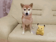 a dog is sitting on a couch next to a stuffed animal