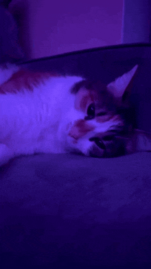 a cat laying on a couch with purple lights behind it