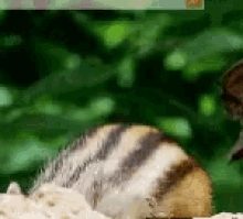 Squirrel Eating GIF - Squirrel Eating What Now GIFs