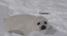 Seal Polar Seal GIF
