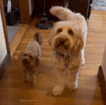 Doodle Dogs GIF - Doodle Dogs Cute GIFs