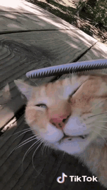a cat laying on a wooden deck with a brush on its head