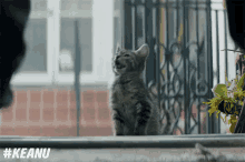 Meow GIF - Keanumovie Keanu Keyandpeele GIFs