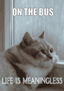 On The Bus Cat GIF - On The Bus Cat Depressed GIFs