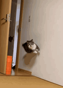 The Waller Cat GIF