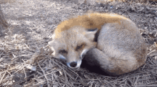 cute fox happy kiss