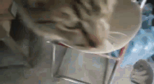 a close up of a cat drinking from a cone on a chair