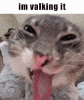 a close up of a cat licking its nose with its tongue hanging out .