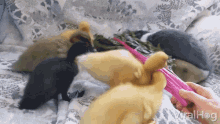 Ducklings Joining For A Bite Viralhog GIF - Ducklings Joining For A Bite Viralhog Hungry GIFs