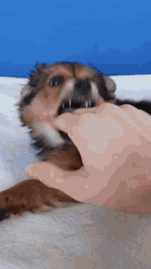 Dog Mouth Dog GIF - Dog Mouth Dog Mouth GIFs