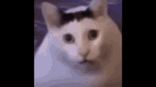 Huh Huh Cat GIF - Huh Huh Cat Funny Cat GIFs