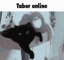 Tabor GIF - Tabor GIFs