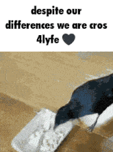 a picture of a bird with the words " despite our differences we are cross 4lyfe " on the bottom