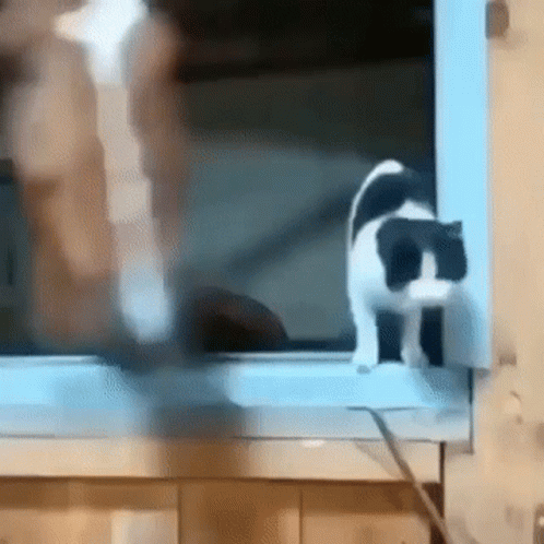 a black and white cat standing on a window sill .
