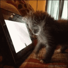宠物 猫咪 猫 嬉戏 抓鱼 GIF - Cat Kitten Play GIFs