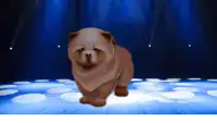 a small brown dog is walking on a stage with blue lights behind it