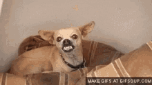 Dog Smile GIF - Dog Smile Angry GIFs