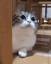 a cat is standing under a wooden table and looking up