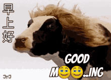 Cow Moo GIF
