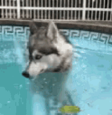 Funny Animals Blowing Bubbles GIF - Funny Animals Blowing Bubbles Husky Bubbles GIFs