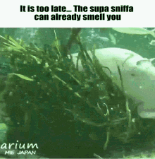 Manatee Smell GIF - Manatee Smell Sniff GIFs