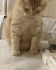 Cat Play GIF - Cat Play Playing GIFs
