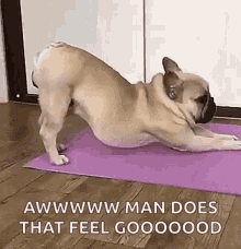 pug dog puppy stretch