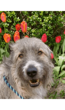 Kratu Flowers GIF - Kratu Flowers Tongue Out GIFs