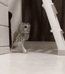 Owl Sneaky GIF - Owl Sneaky GIFs