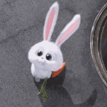 snowball bunny carrot cute bunny looking around