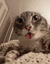 a cat sticking its tongue out while laying on a blanket
