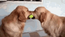 Work It Out Stubborn Dogs GIF - Work It Out Stubborn Dogs Three Amigos GIFs