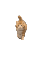 Cat Cat Meme Sticker